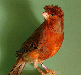 can&aacute;rio